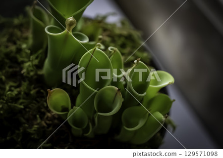Herrianpora 129571098