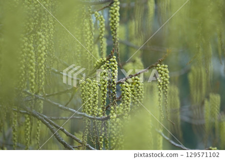 美麗的綠色角樹花 129571102
