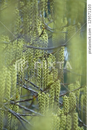 美麗的綠色角樹花 129571103