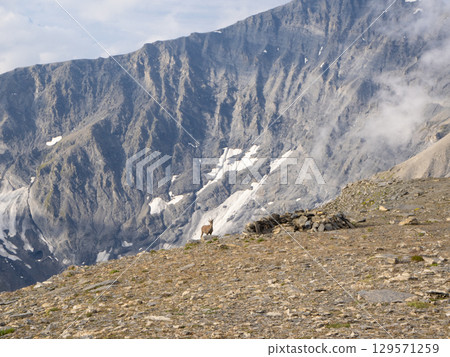Le Cheval Blanc, France - September 2nd 2024: A chamois on Le Cheval Blanc peak 129571259
