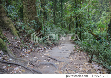 Wooded path through lush green forest Wooded path through lush green forest 129571292