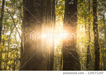 Sunlight streaming through a forest canopy Sunlight streaming through a forest canopy 129571297