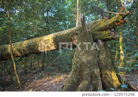 Fallen tree in a lush forest setting 129571298