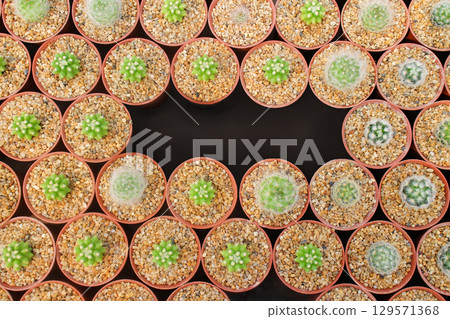 Mammillaria Rows of small potted cacti in a greenhouse. 129571368