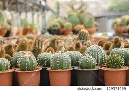 Astrophytum Cacti in pots at a garden center 129571369
