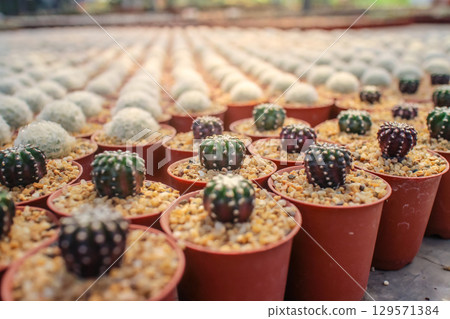 Cacti in pots arranged neatly in a greenhouse 129571384