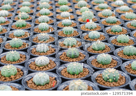 Astrophytum Cacti arranged in a neat greenhouse display. Astrophytum Cacti arranged in a neat greenhouse display. 129571394