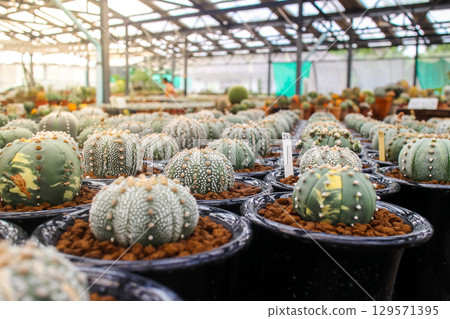 Astrophytum Cacti in a greenhouse setting 129571395