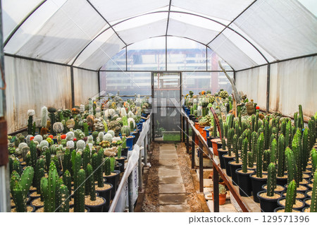 Greenhouse filled with various plants and cacti Greenhouse filled with various plants and cacti 129571396