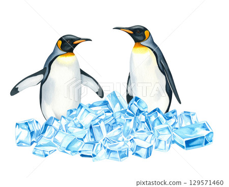 Penguin illustration material 129571460