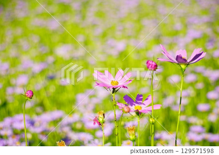 友禪菊花田中盛開的大波斯菊 129571598