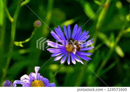 友禪菊和蜜蜂 友禪菊和蜜蜂 129571600