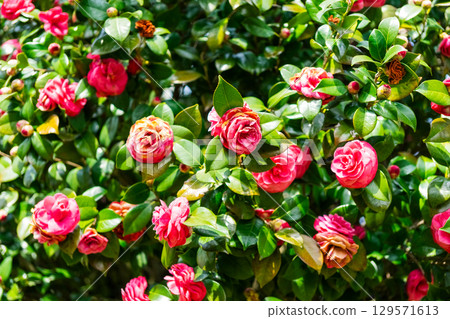 春天的山茶花 129571613