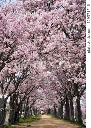 狹山池公園櫻花隧道 狹山池公園櫻花隧道 129571746