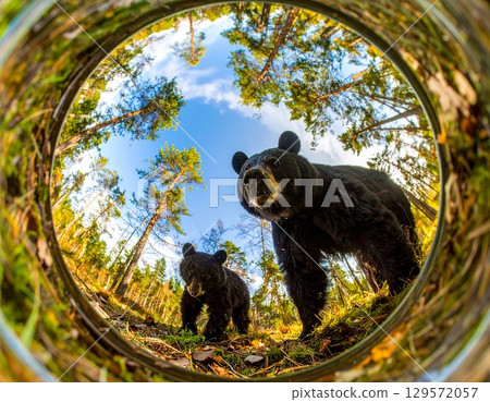 Illustration of a mother and child bear 129572057