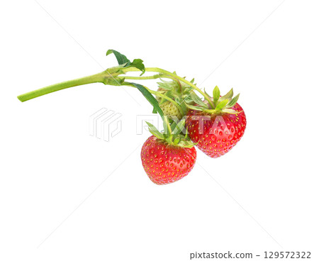 Garden strawberry branch witch berries on white. Garden strawberry branch witch berries on white. 129572322