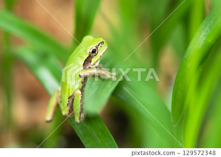 A tree frog clinging to a leaf and not moving A tree frog clinging to a leaf and not moving 129572348