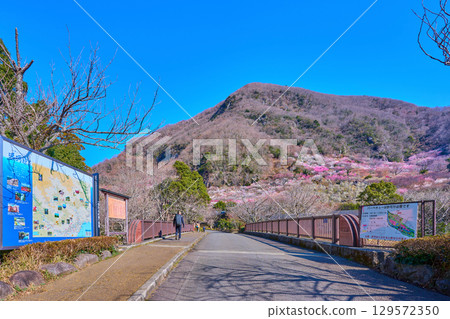 從幕山橋眺望梅花盛開的神奈川縣湯河原町幕山 129572350