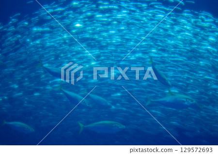 沙丁魚 129572693