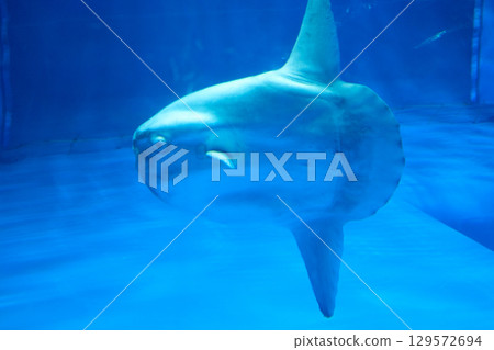 翻車魚 翻車魚 129572694