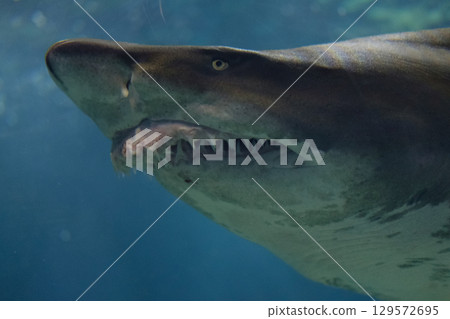 鯊魚  129572695