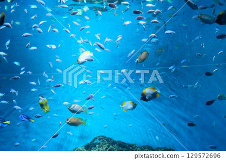 熱帶魚 熱帶魚 129572696