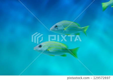 熱帶魚 熱帶魚 129572697