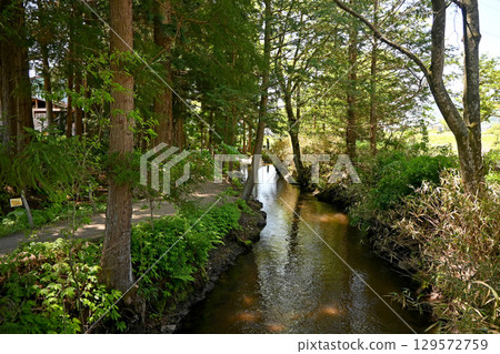 Kappabuchi Falls, Tono City, Iwate (Spring, May) 129572759