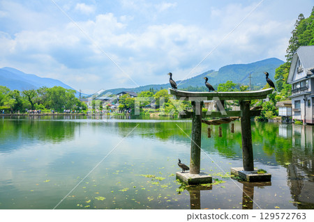 Torii and Great Cormorants at Tenso Shrine in early summer, Yufu City, Oita Prefecture Torii and Great Cormorants at Tenso Shrine in early summer, Yufu City, Oita Prefecture 129572763