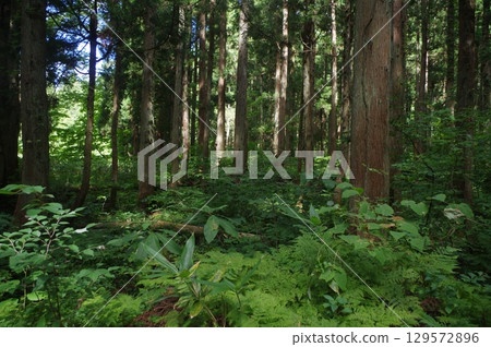 Oh! This promenade 129572896