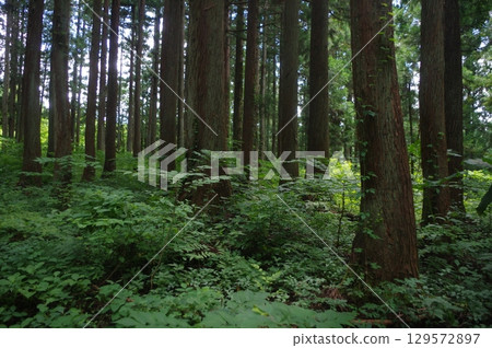 Oh! This promenade 129572897