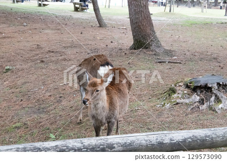公園裡玩耍的鹿 公園裡玩耍的鹿 129573090