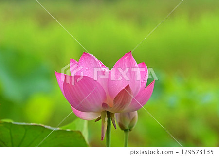 光與影營造出的荷花之美 光與影營造出的荷花之美 129573135