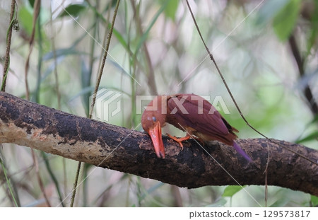 Ryukyu Kingfisher wiping its beak 129573817