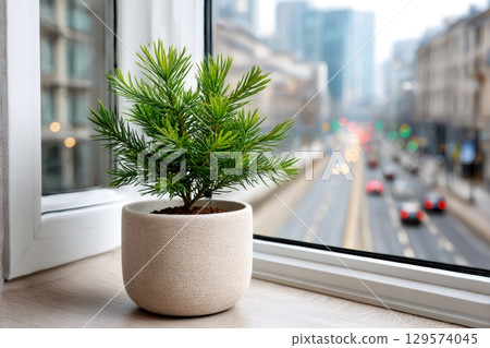 Small pine tree growing in pot on window sill with city view Small pine tree growing in pot on window sill with city view 129574045