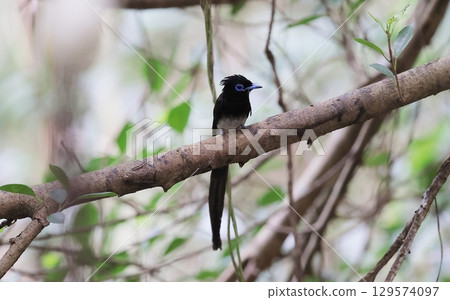 Male Ryukyu Paradise Flycatcher 129574097