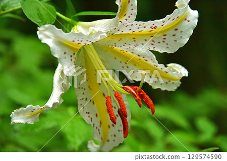 開花在森林裡的Yamamura花 129574590