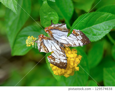A butterfly 129574638