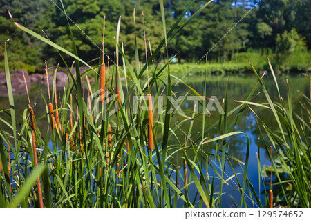 向日葵向藍天綻放 129574652