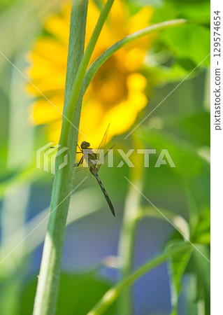 Sunflowers blooming towards the blue sky 129574654