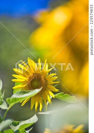 Sunflowers blooming towards the blue sky 129574655