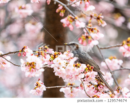 Bulbul perching on a branch of cherry blossoms in full bloom 129574674