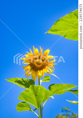 Sunflowers blooming towards the blue sky Sunflowers blooming towards the blue sky 129574675
