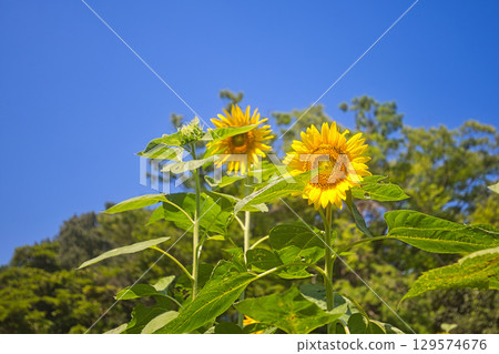 Sunflowers blooming towards the blue sky Sunflowers blooming towards the blue sky 129574676