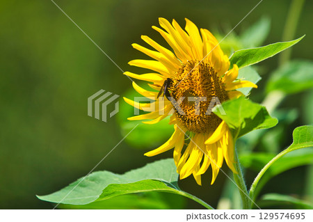 向日葵向藍天綻放 向日葵向藍天綻放 129574695