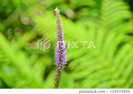 亞布蘭花開始綻放 129574956