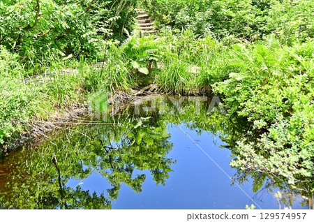地藏沼中倒映的藍天與新綠的植物 地藏沼中倒映的藍天與新綠的植物 129574957