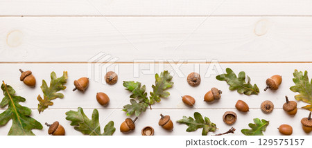 Branch with green oak tree leaves and acorns on colored background, close up top view Branch with green oak tree leaves and acorns on colored background, close up top view 129575157