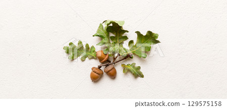 Branch with green oak tree leaves and acorns on colored background, close up top view Branch with green oak tree leaves and acorns on colored background, close up top view 129575158