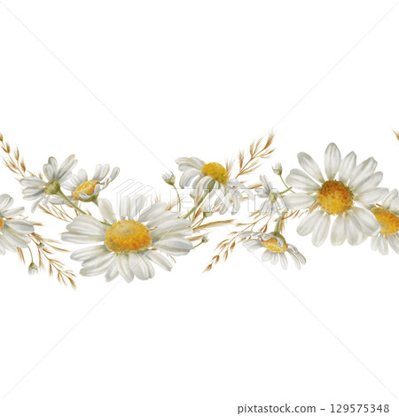 Seamless border from white chamomiles flowers,buds,dried flowers and petals as a symbol of purity, nnocence,love,fidelity.Watercolor clip art on transparent background for postcards,calendar 129575348